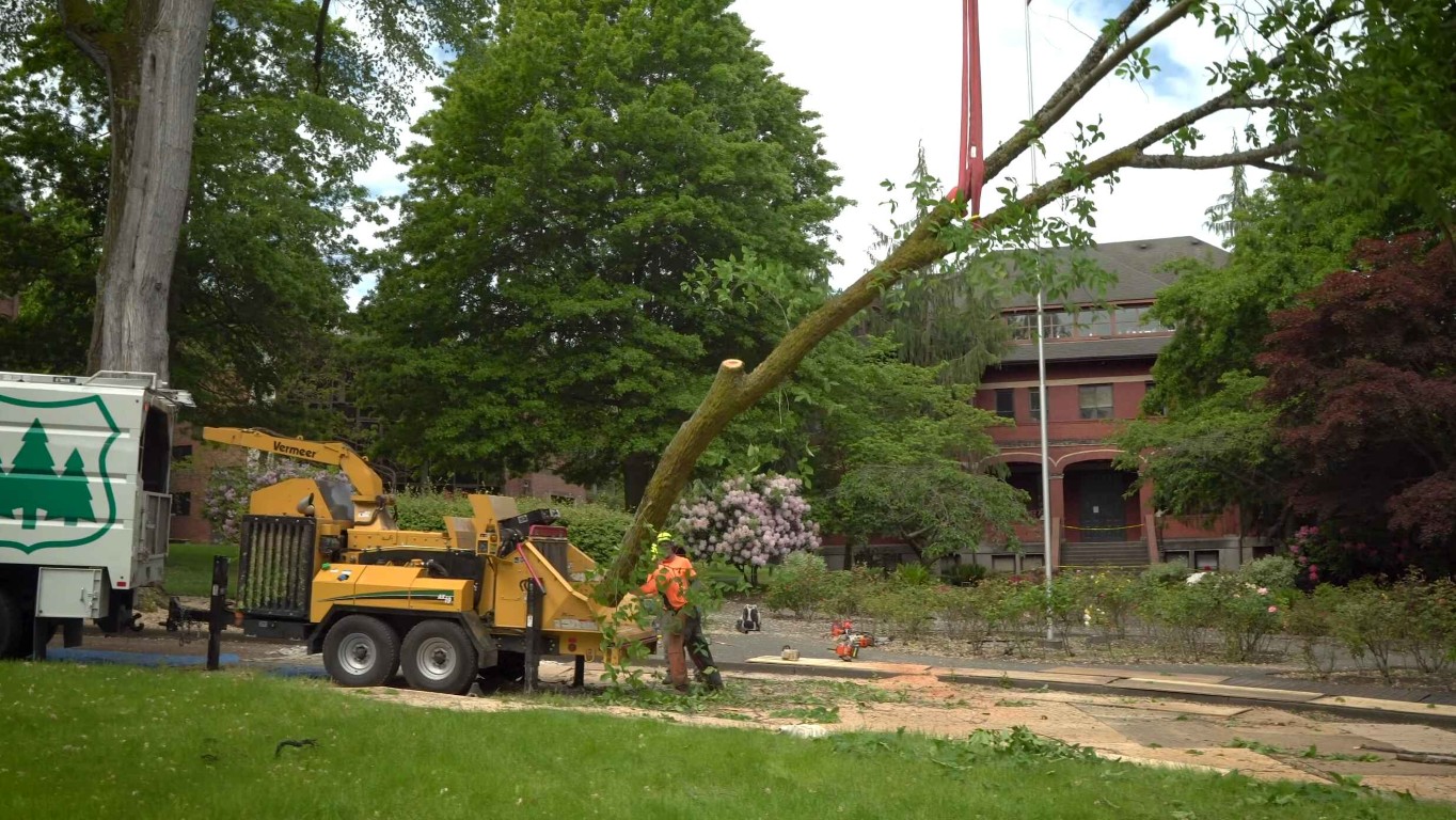 Emergency tree service crew responding to storm damage in Fremont, CA